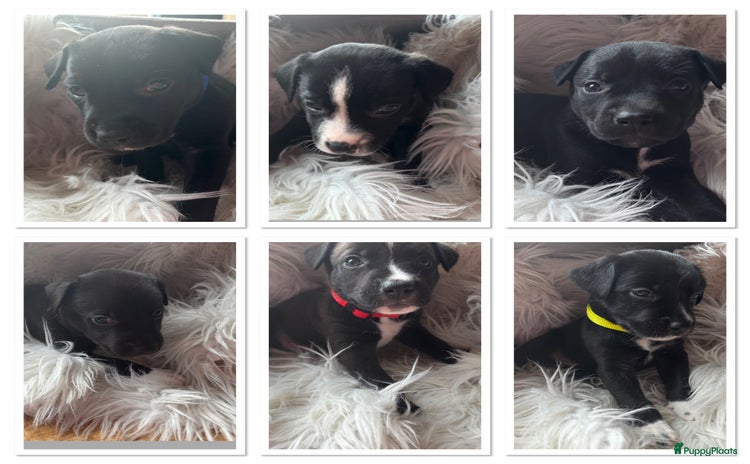 Kruising honden Stafford kruising - Advertentie 3