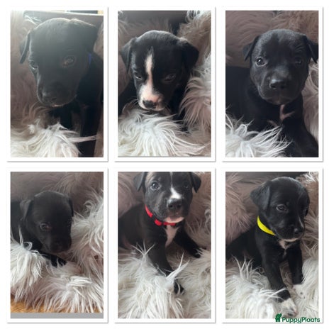 Kruising honden Stafford kruising - Advertentie 3