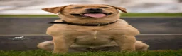 Labrador Retriever honden te koop: Mooie stamboom labrador pups - Advertentie 2