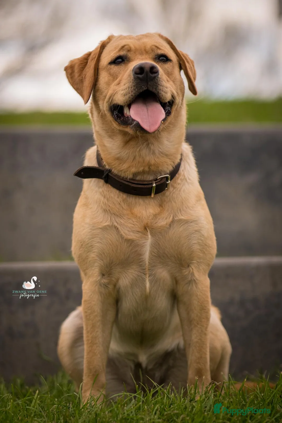 Labrador Retriever honden te koop: Mooie stamboom labrador pups - Advertentie 2