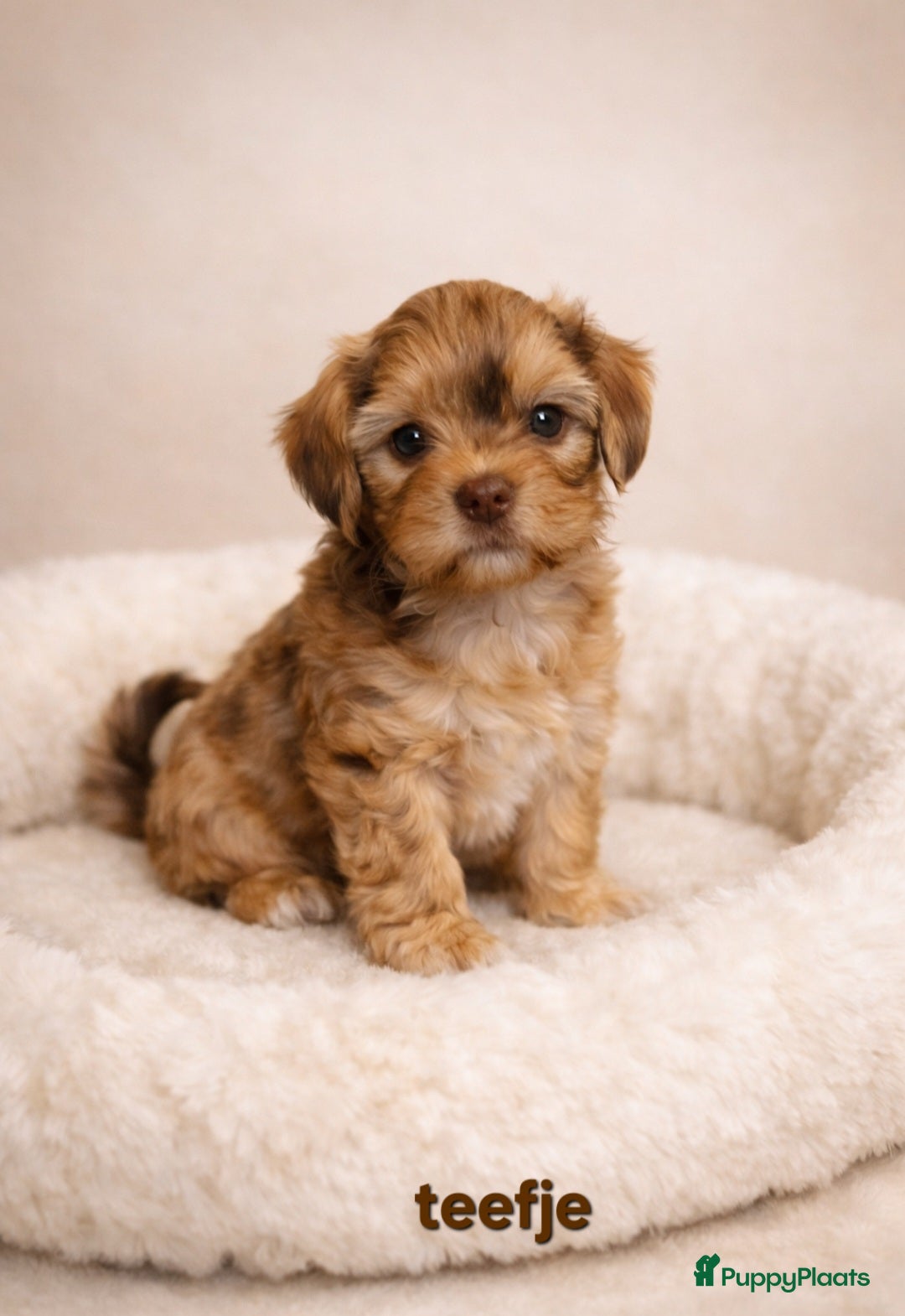 Boomer honden Super mooi gezonde boomer pups. Ook Choco en merle - Advertentie 2