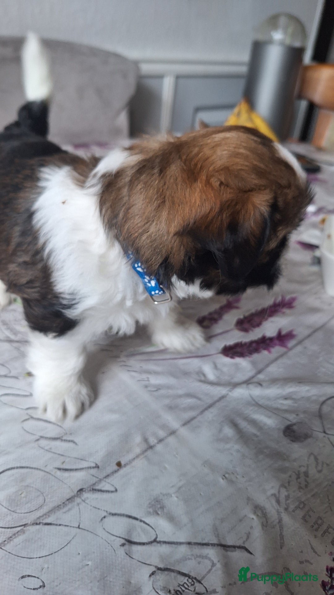 Lhasa Apso honden te koop: Lhasa-apso-boemertje - Afbeelding 4