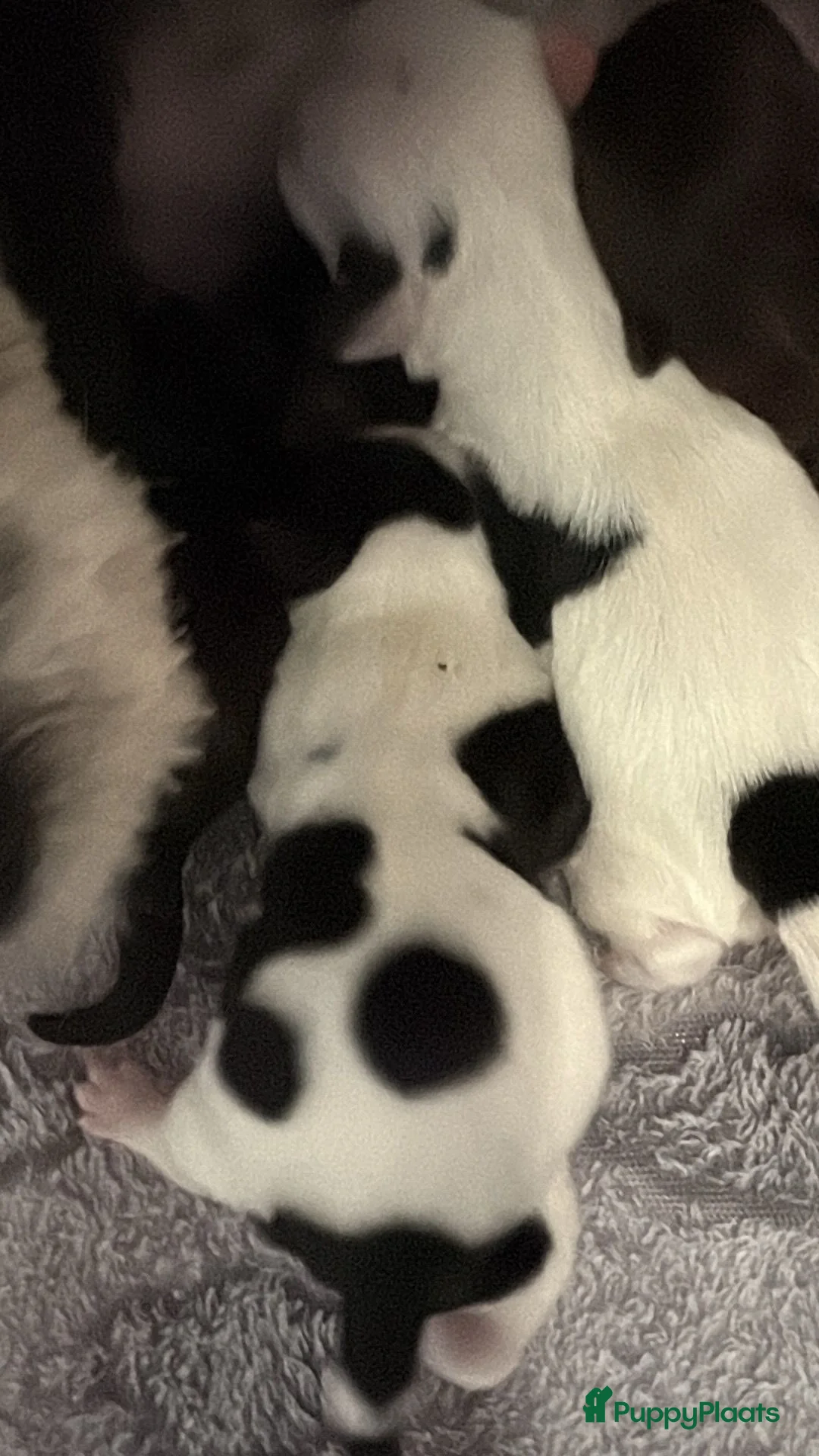 Kruising honden te koop: Mooie shitzuboomer - Advertentie 16