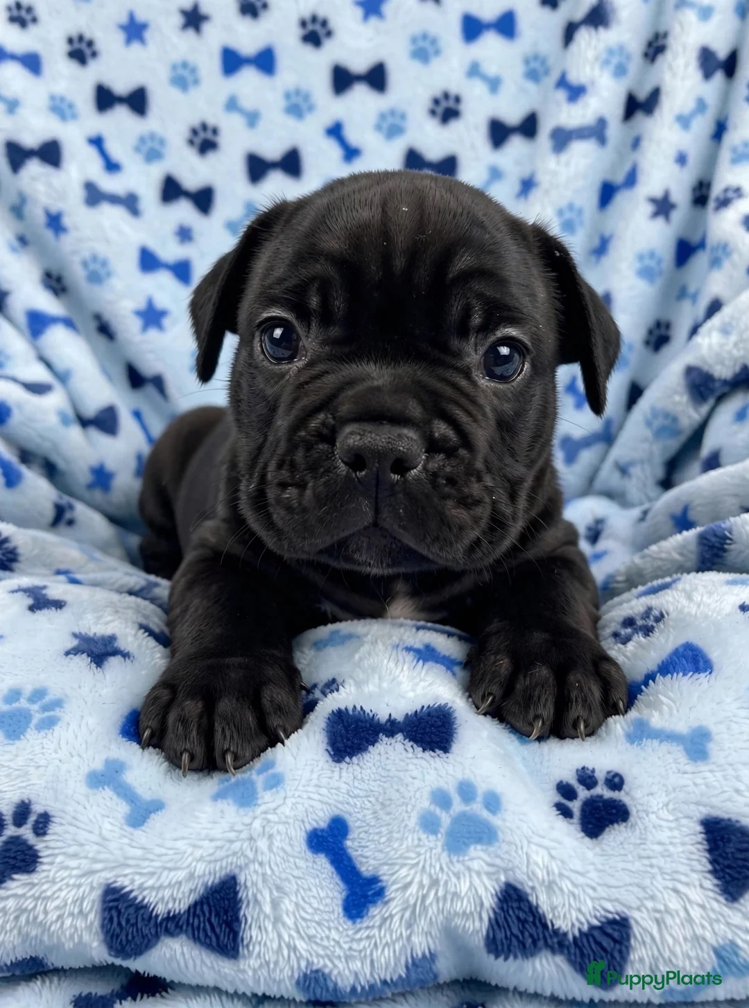 Franse Bulldog honden te koop: Franse bulldog pups - Advertentie 1