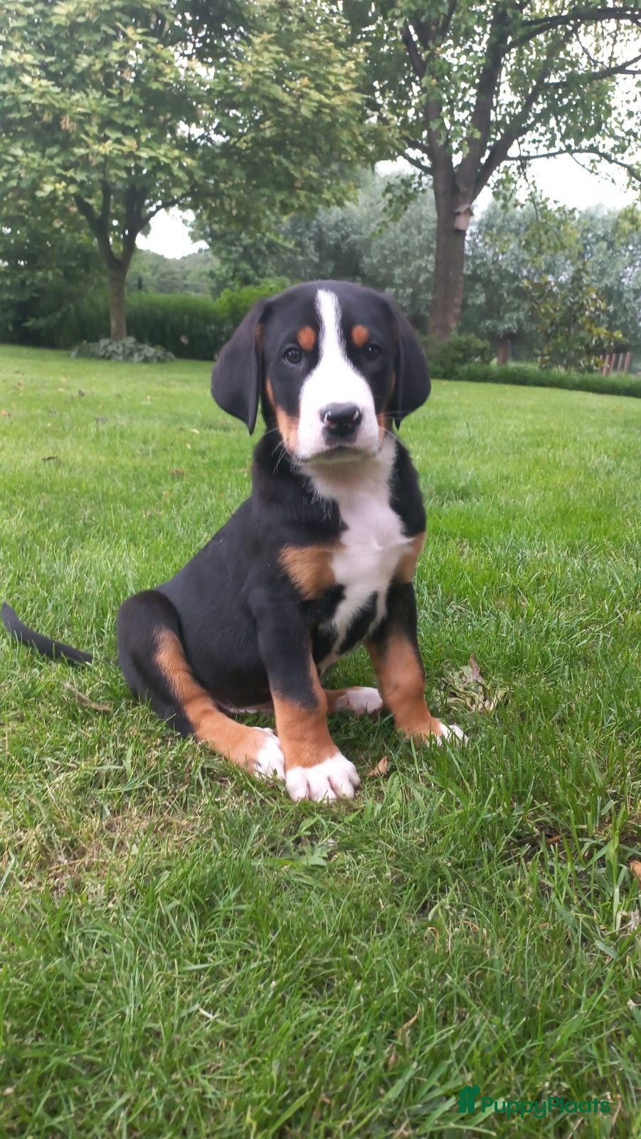 Grote Zwitserse Sennenhond honden Prachtige grote zwitserse sennenhond stamboek - Advertentie 2