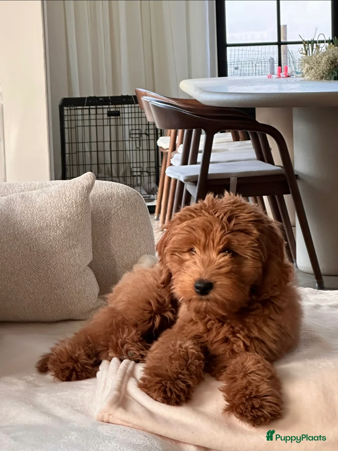 Australian Labradoodle honden te koop: Medium Cobberdog/Australian Labradoodle nestaank - Advertentie 21