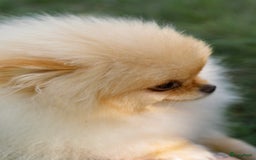 Pomeriaan honden te koop: Pomeranian❤️ - Afbeelding 12