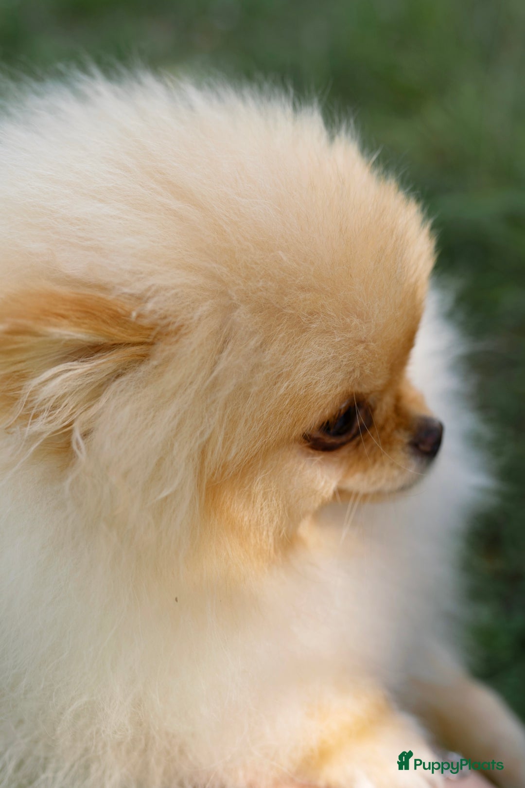 Pomeriaan honden te koop: Pomeranian❤️ - Afbeelding 12