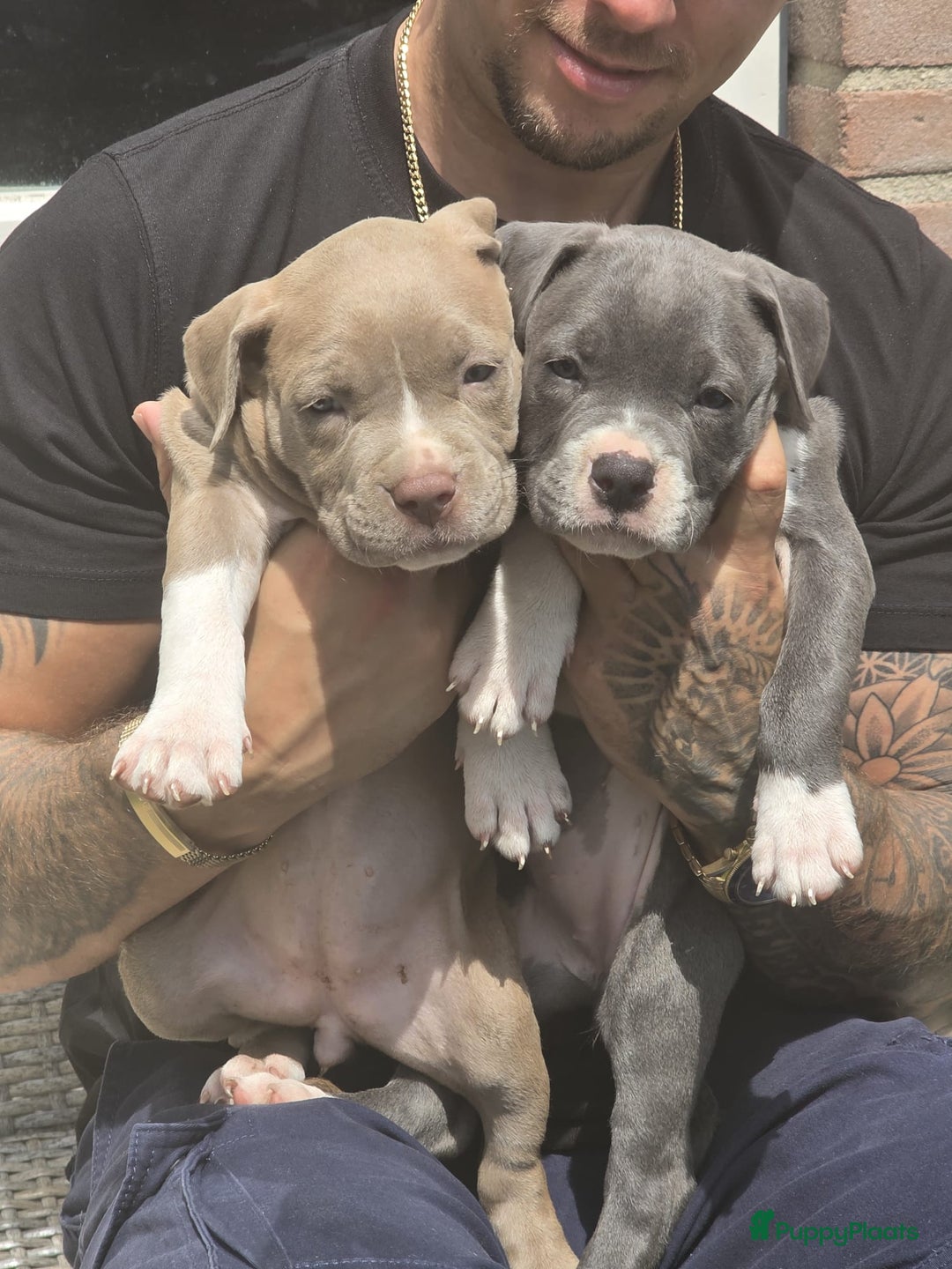 American Staffordshire Terriër honden ter dekking: Unieke Ervaren Amerikaanse Stafford bleu dekreu  in Gemert - Afbeelding 14