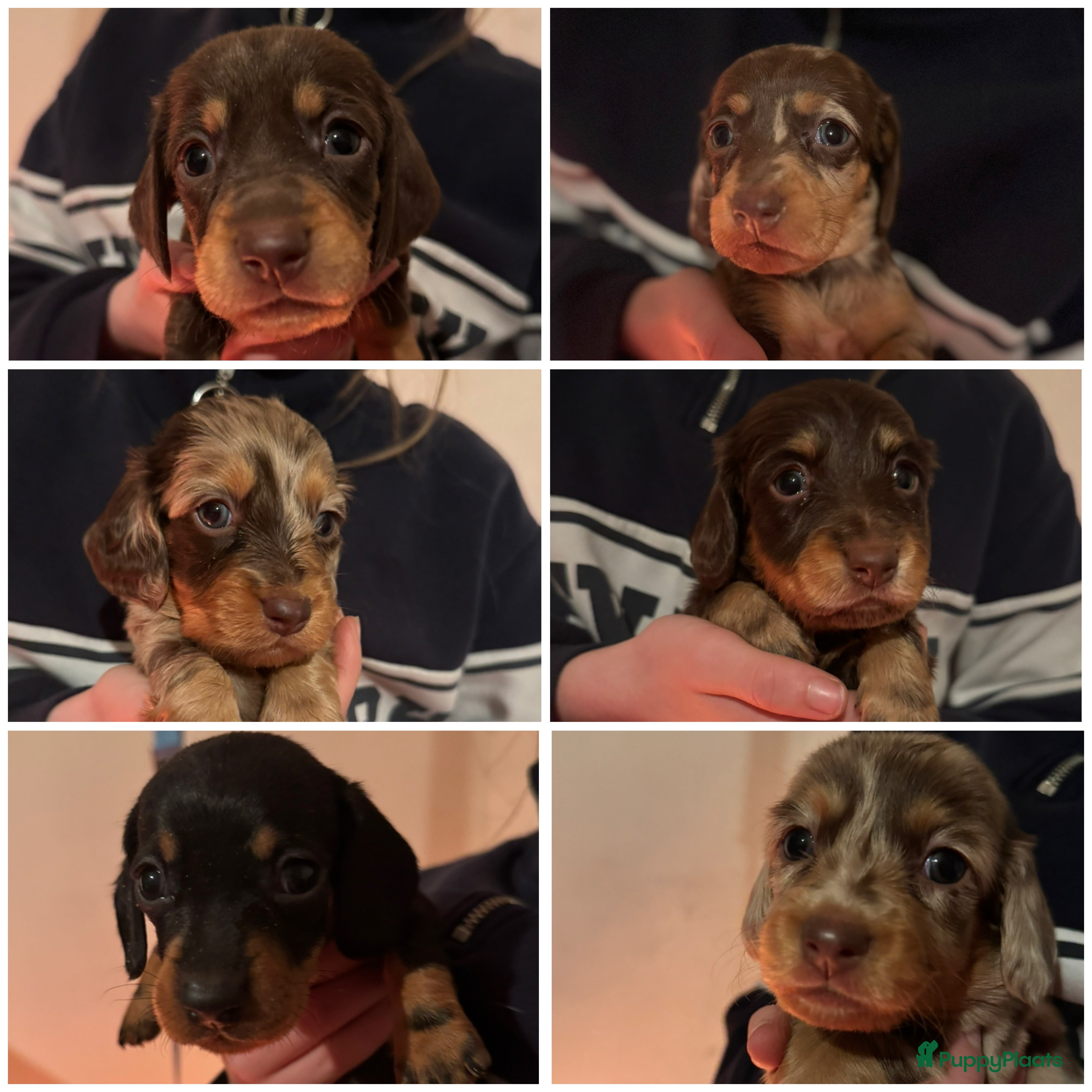 Teckel (korthaar)  honden Teckel puppy’s  - Advertentie 1