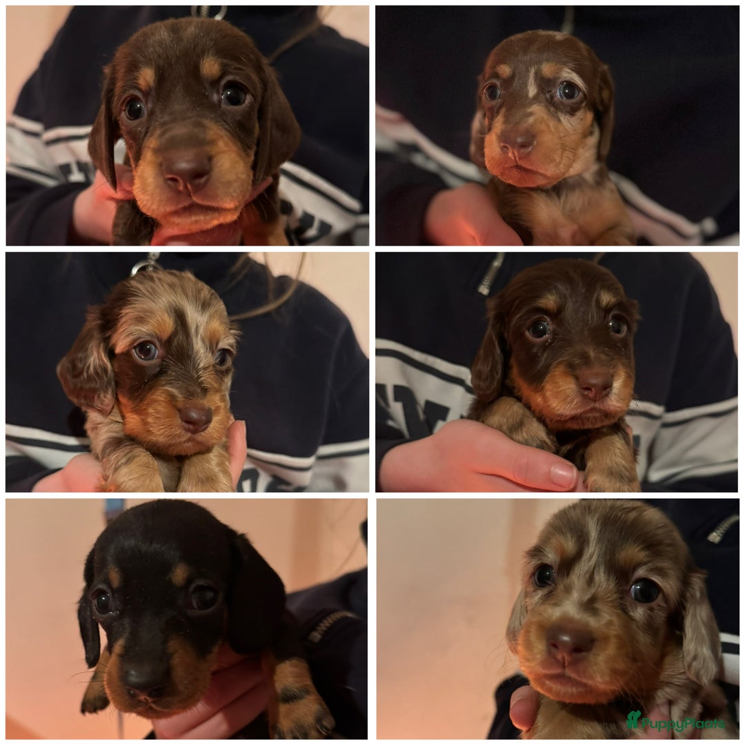 Teckel (korthaar)  honden te koop: Teckel puppy’s  - Advertentie 1