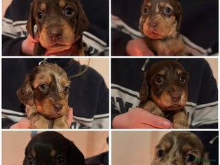 Teckel (korthaar) honden Teckel puppy’s - Advertentie 1