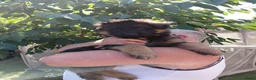 Duitse Herder honden te koop: Duitse herder puppy’s - Advertentie 3