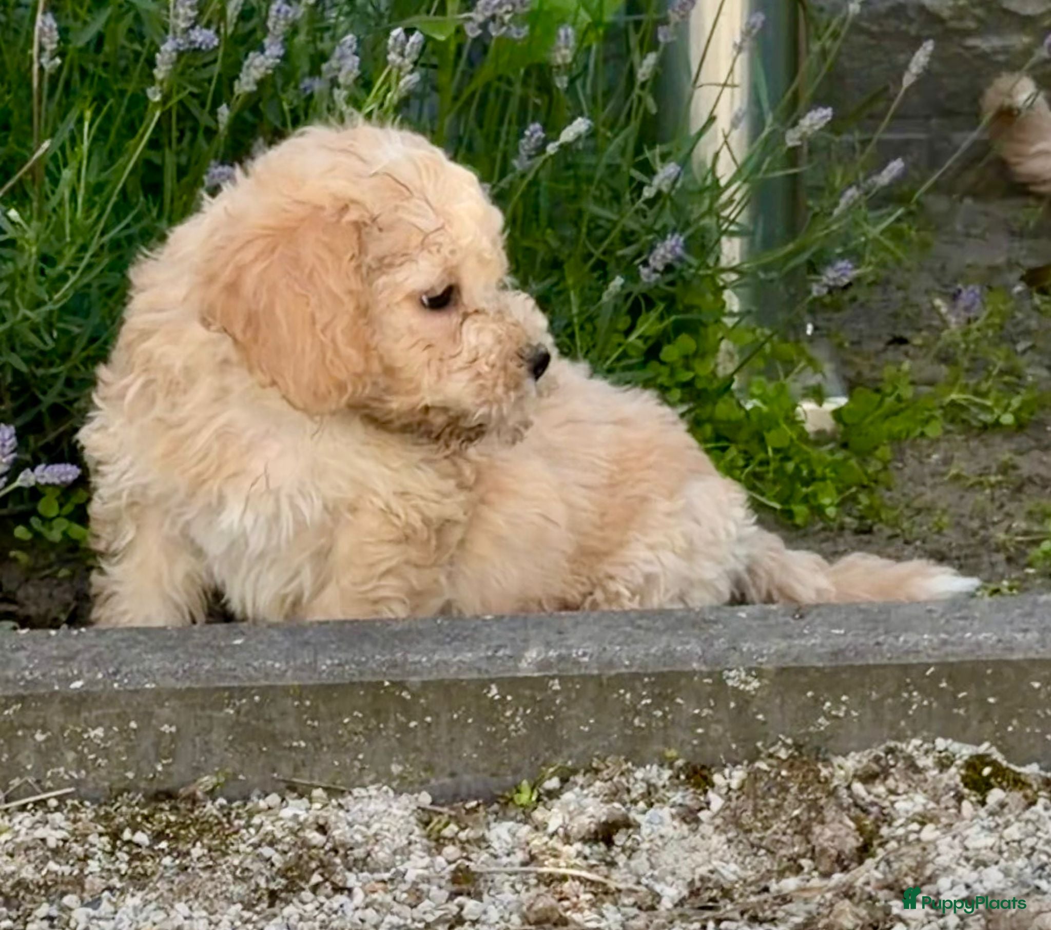 Cockapoo honden te koop: Cockapoo x boomer pups  - Advertentie 27