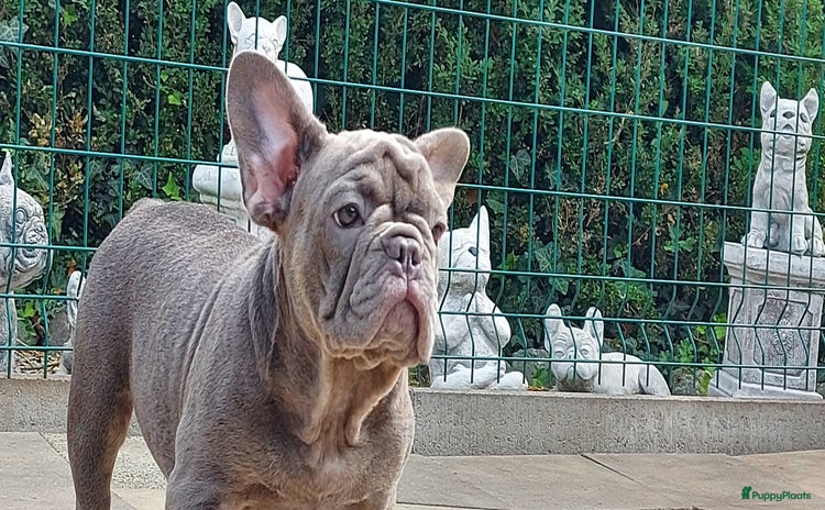Franse Bulldog honden in Zoutleeuw - Advertentie 4