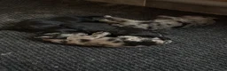 Kruising honden te koop: 🐾 4 Teddypoo pups geboren |ToyPoedelXTeddydog 🤎 - Advertentie 21