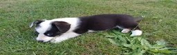 Welsh Corgi Cardigan honden te koop: Welsh corgi pups - mogen vanaf 26 juli direct mee - Advertentie 14