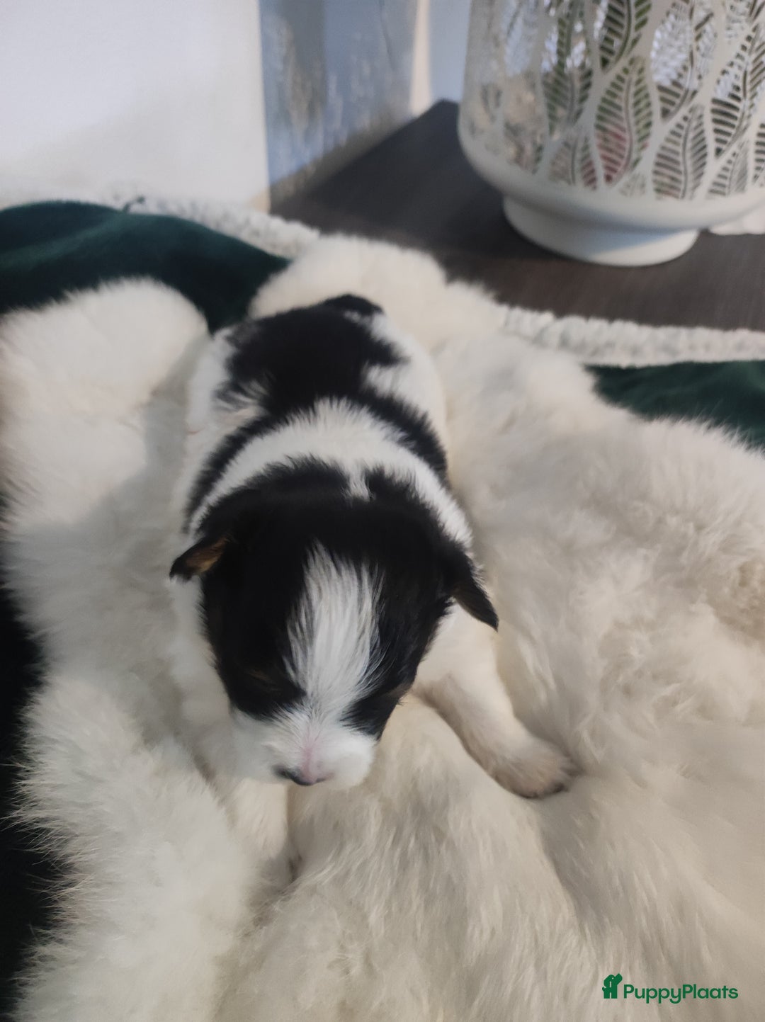 Maltipoo honden te koop: Prachtige pups maltipoo-pomerian in Helmond - Afbeelding 11