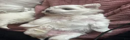 Maltezer honden ter dekking: Mini malzeter  - Advertentie 4