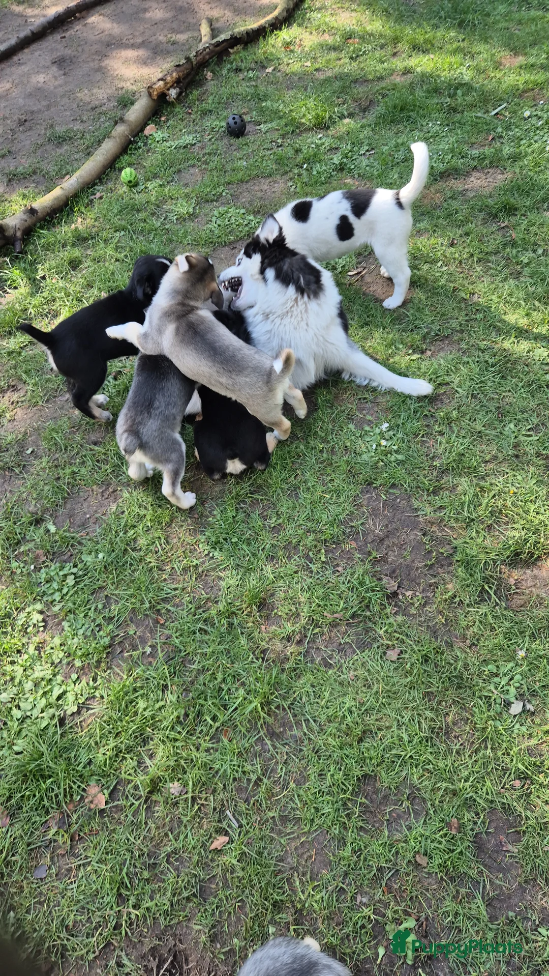 Kruising honden te koop: Pomsky en vader mix pups zoeken huisje - Advertentie 2