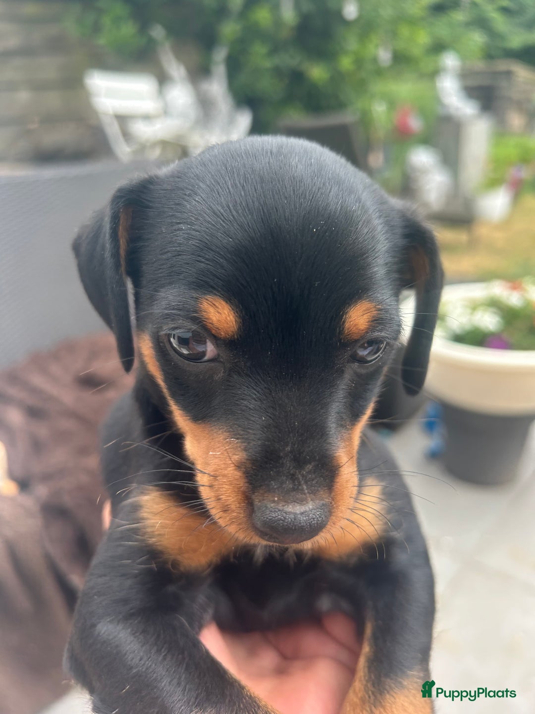 Dwergpinscher honden te koop: Dwergpinsher - Afbeelding 8