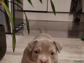 Amerikaanse Bully honden Micro Extreme bully pup/met stamboom - Advertentie 4