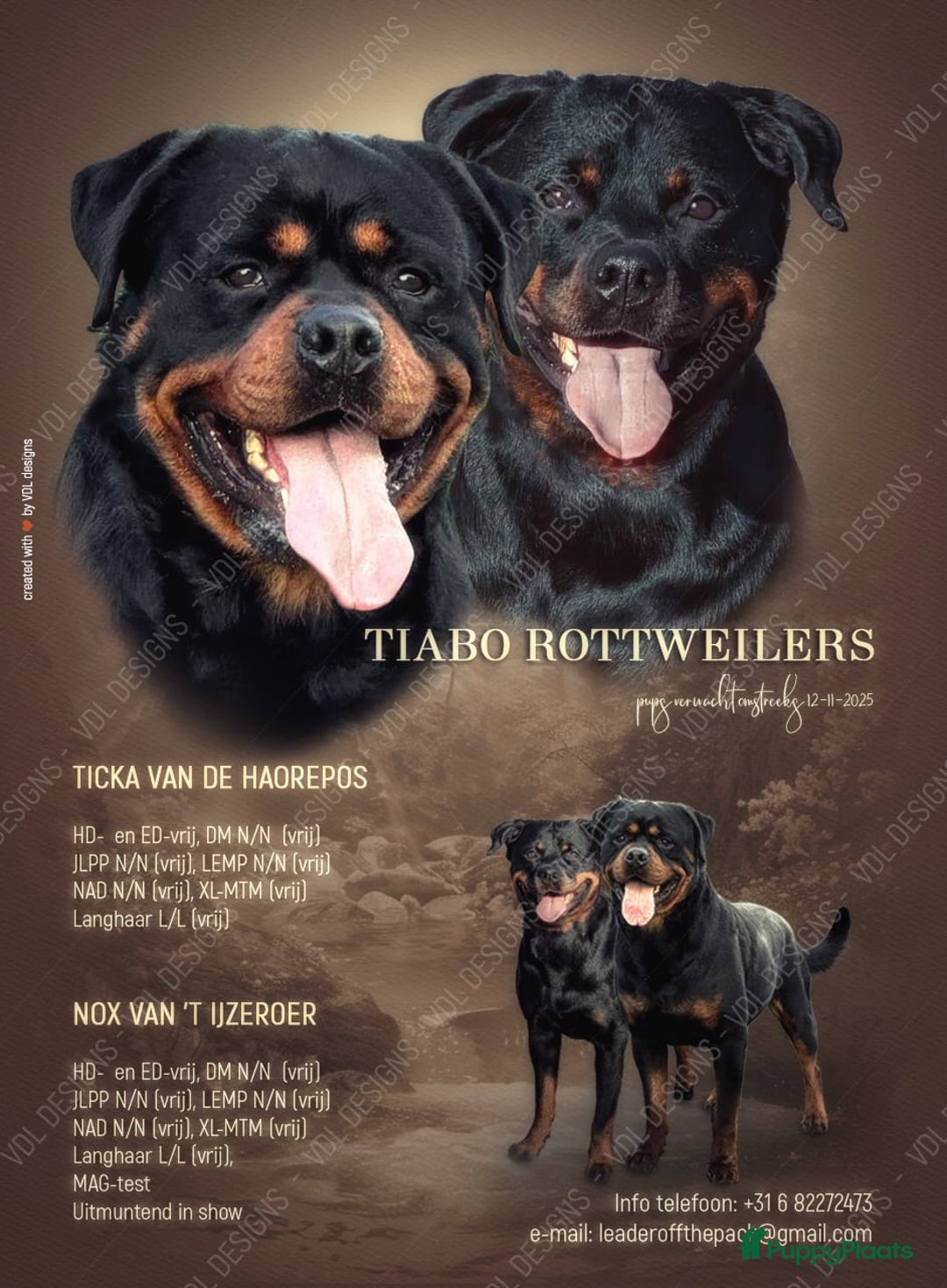 Rottweiler honden te koop: Zeer mooie rottweiler pups   - Advertentie 39