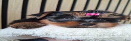 Yorkshire Terriër honden te koop: Yorkshire Terriër pups zoeken een huis  - Advertentie 10
