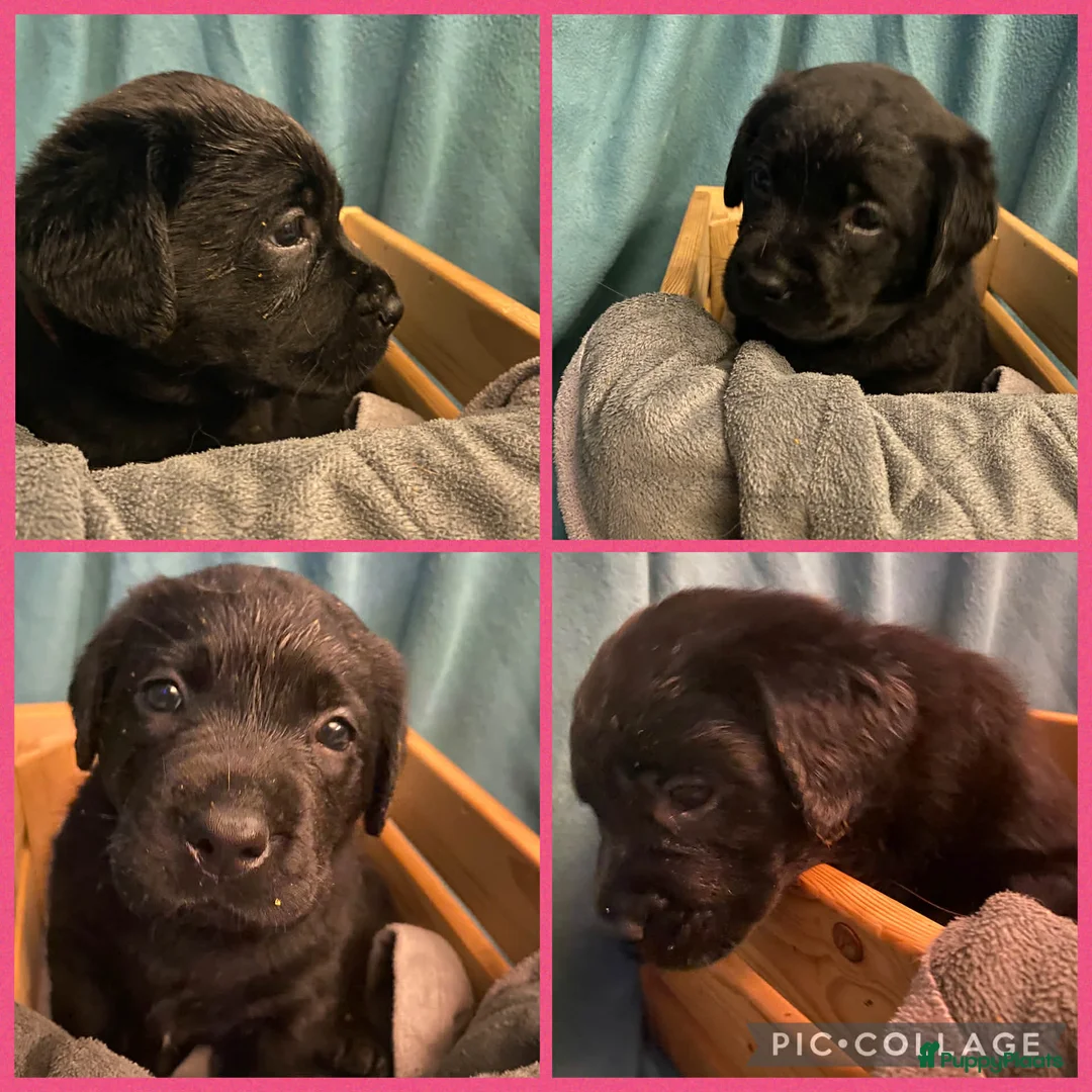 Labrador Retriever honden te koop: Labrador pups - Advertentie 2