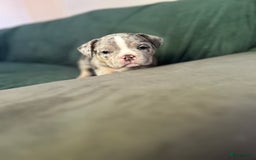 Amerikaanse Bully honden te koop: Exotic/Pocket Amerikaanse Bully Pups - Afbeelding 3