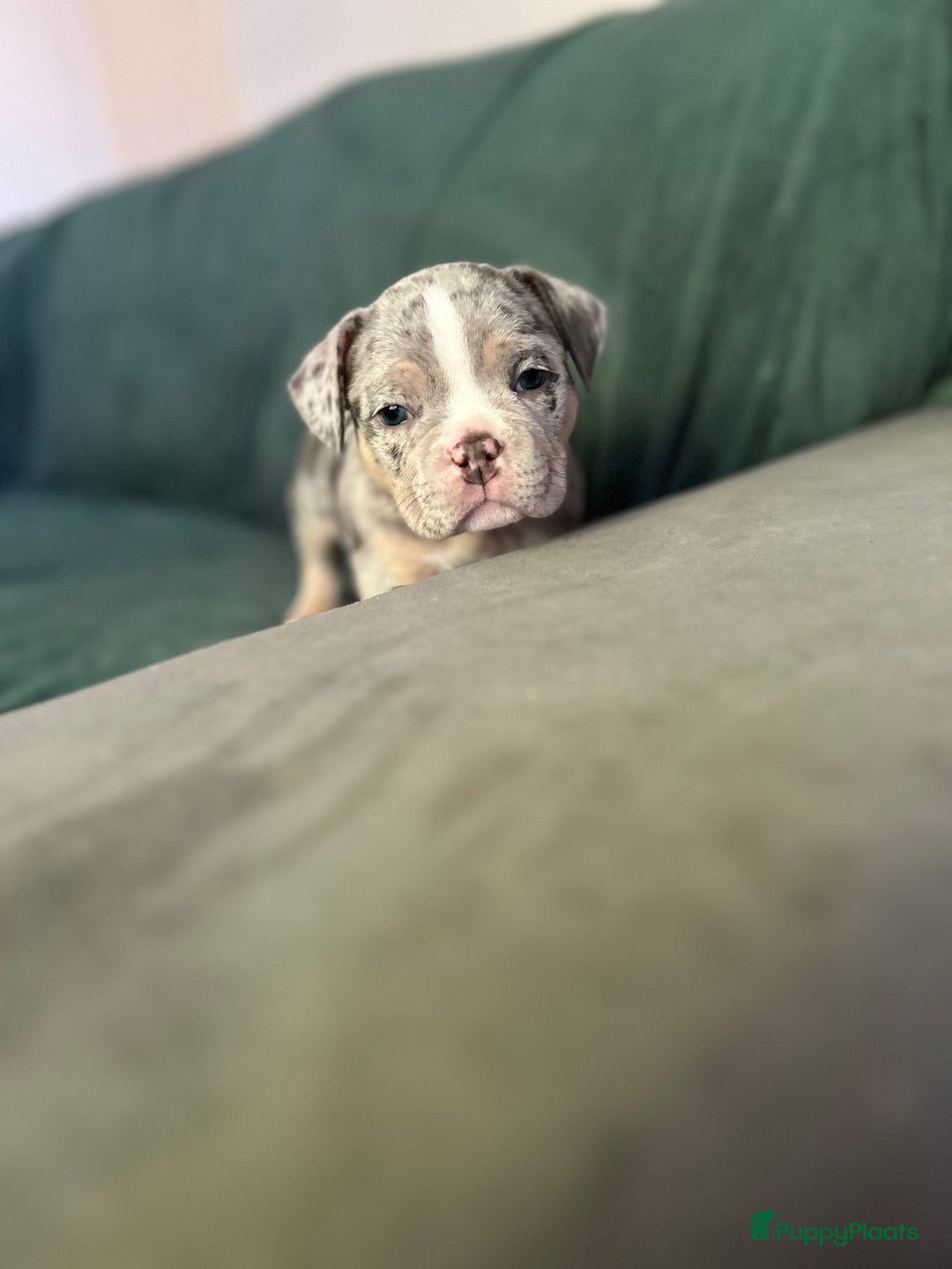 Amerikaanse Bully honden te koop: Exotic/Pocket Amerikaanse Bully Pups - Afbeelding 3