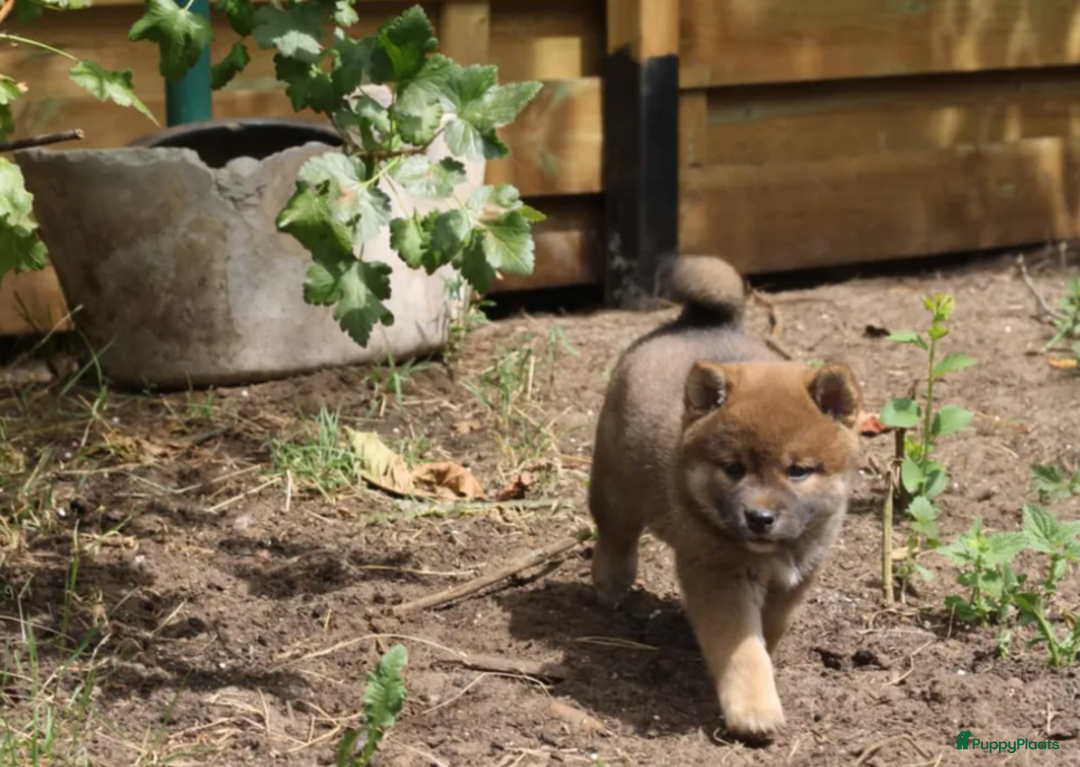 Shiba honden te koop: Shiba teefje met stamboom - Afbeelding 20