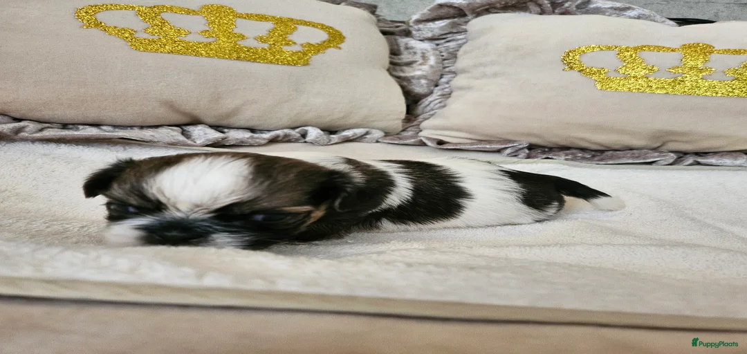 Galerij afbeelding {{count}}