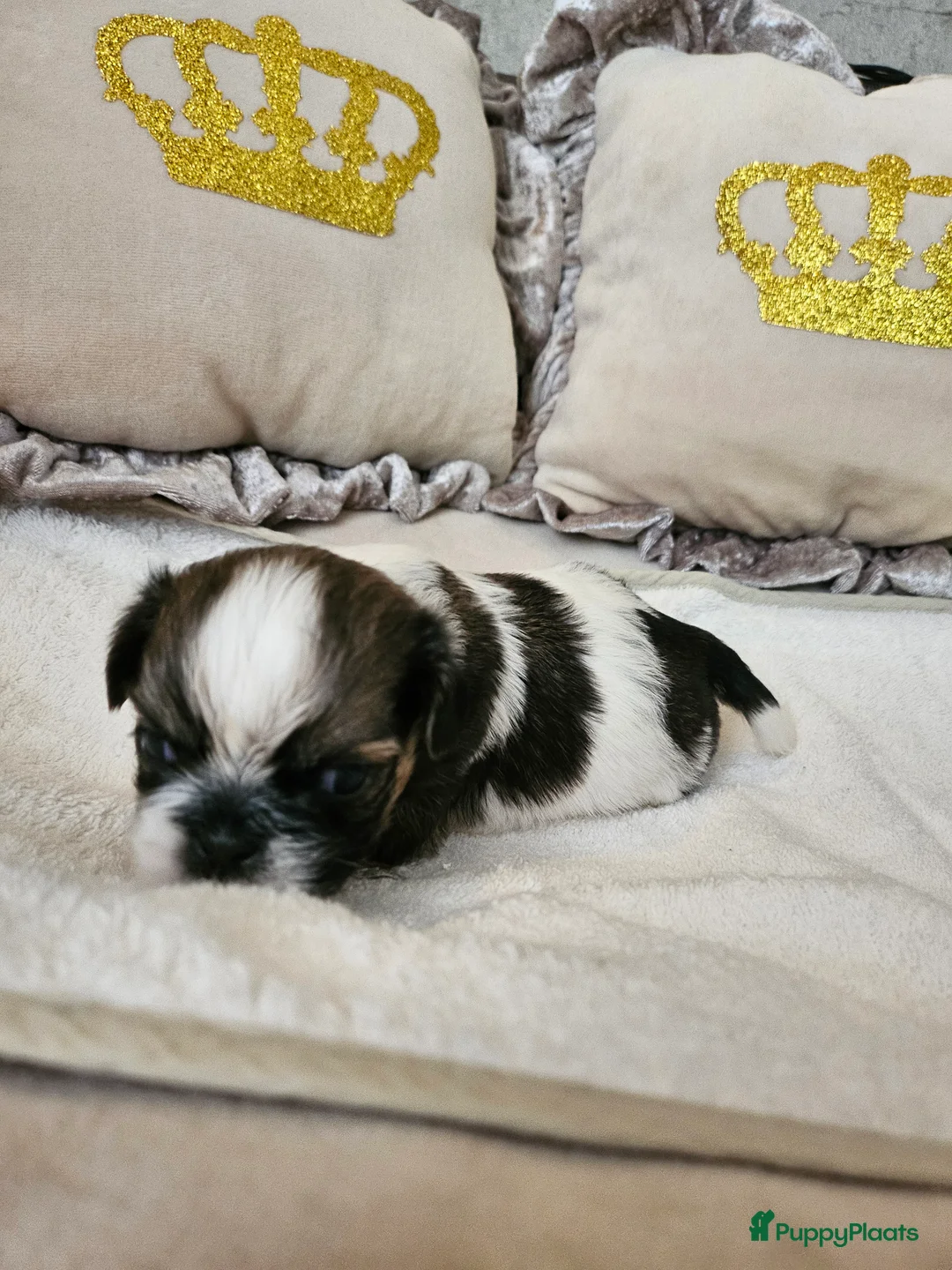 Galerij afbeelding {{count}}