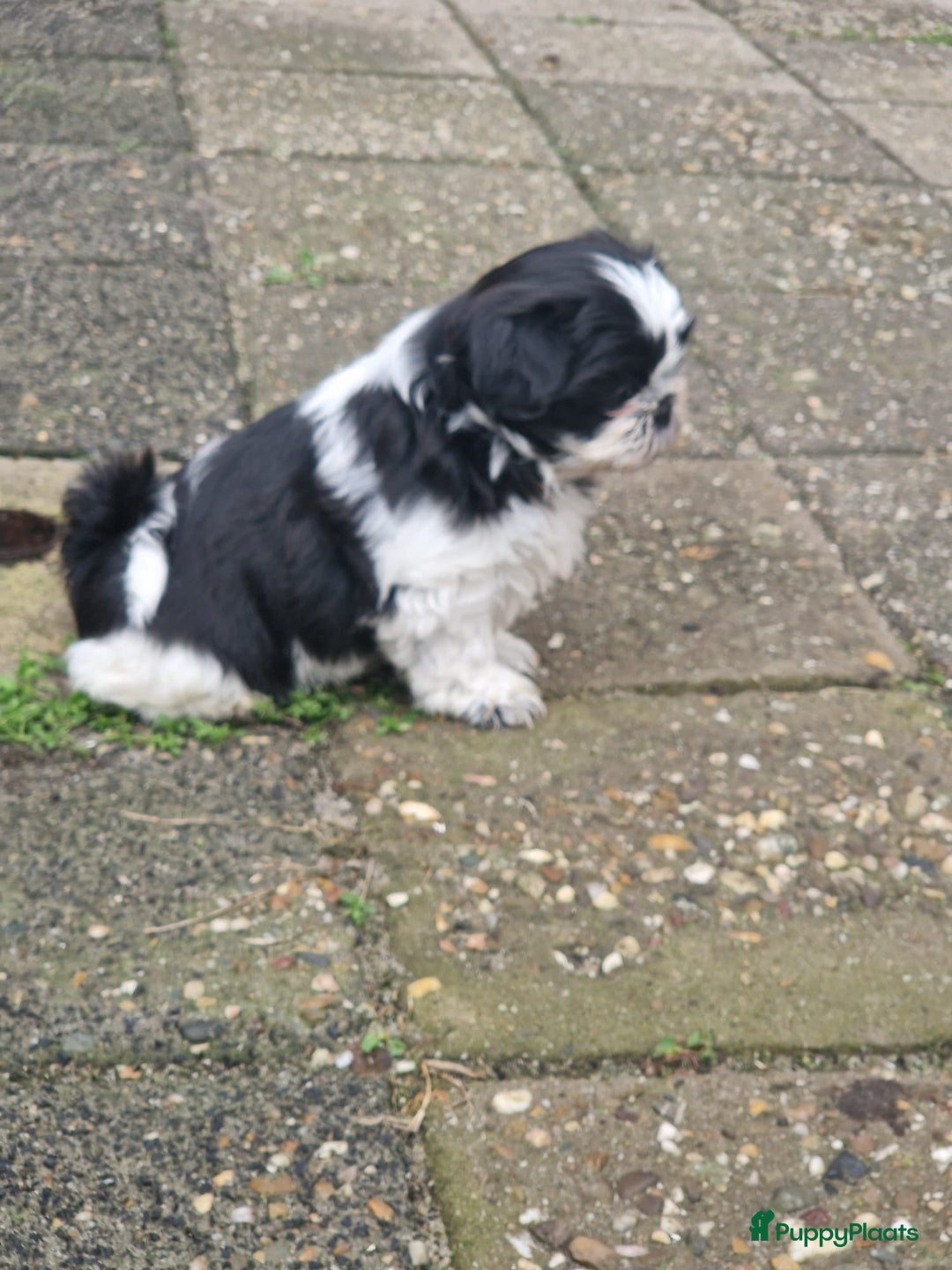 Shih Tzu honden te koop: Lieve shih tzu pups. - Advertentie 8