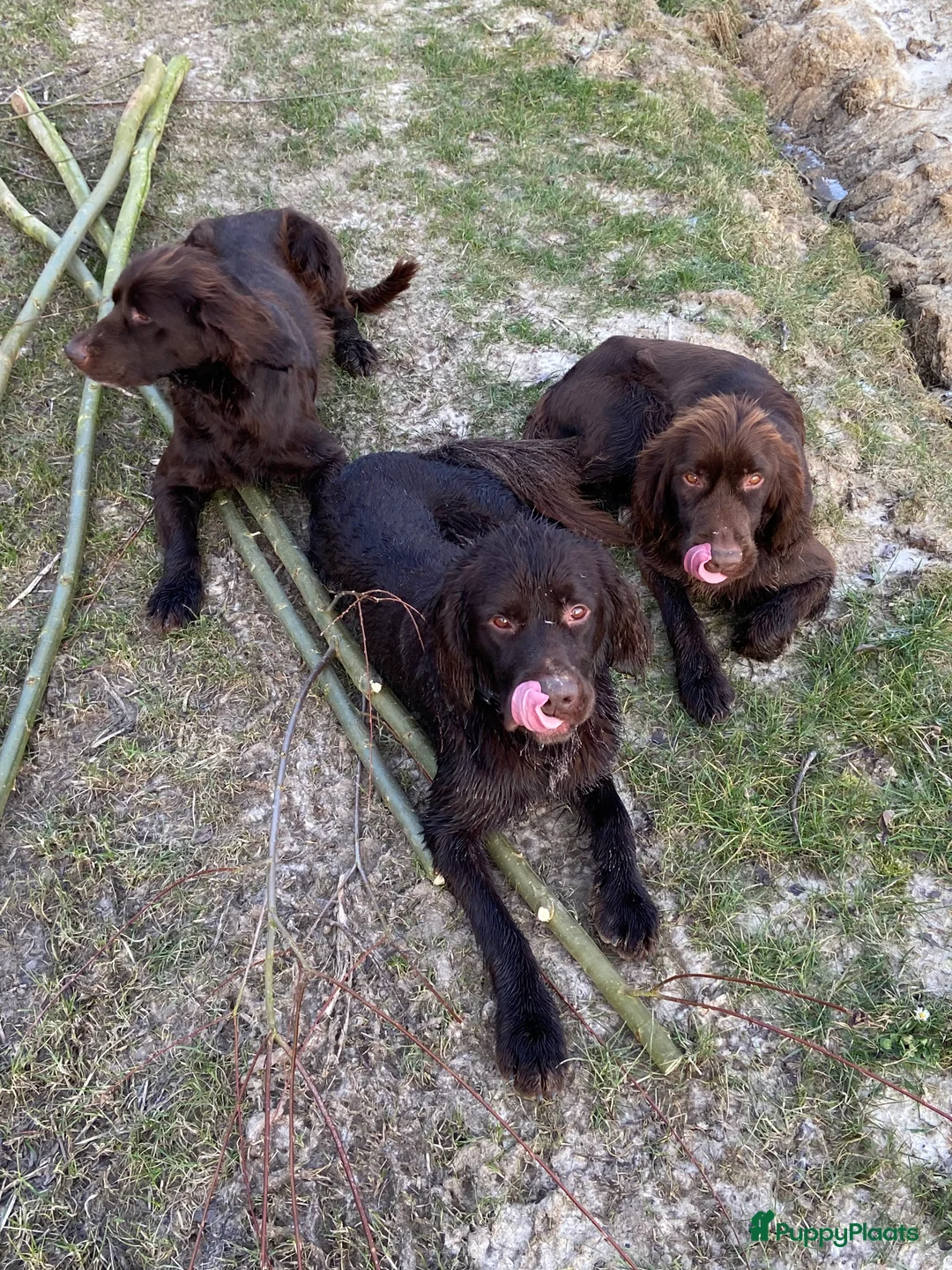 Duitse Staande Hond Langhaar honden te koop: Duitse staande langhaar  - Advertentie 8
