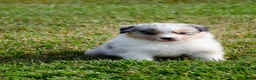 Border Collie honden te koop: Border collie geboren op boerderij (BE) - Advertentie 6