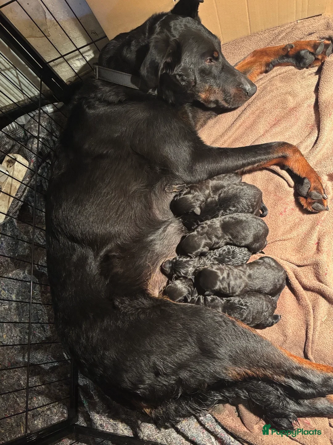 Beauceron honden te koop: Beauceron pups in Castelre - Advertentie 2