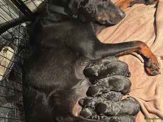 Beauceron honden Beauceron pups - Advertentie 11