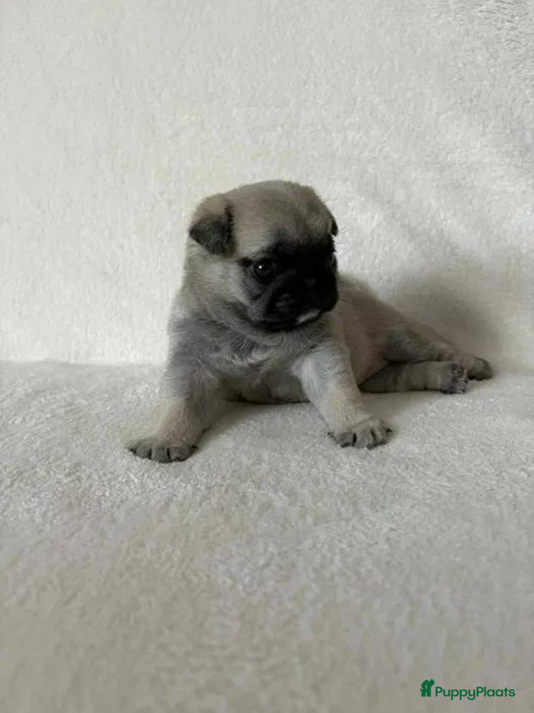 Mopshond honden te koop: Mopshond pups  - Advertentie 3