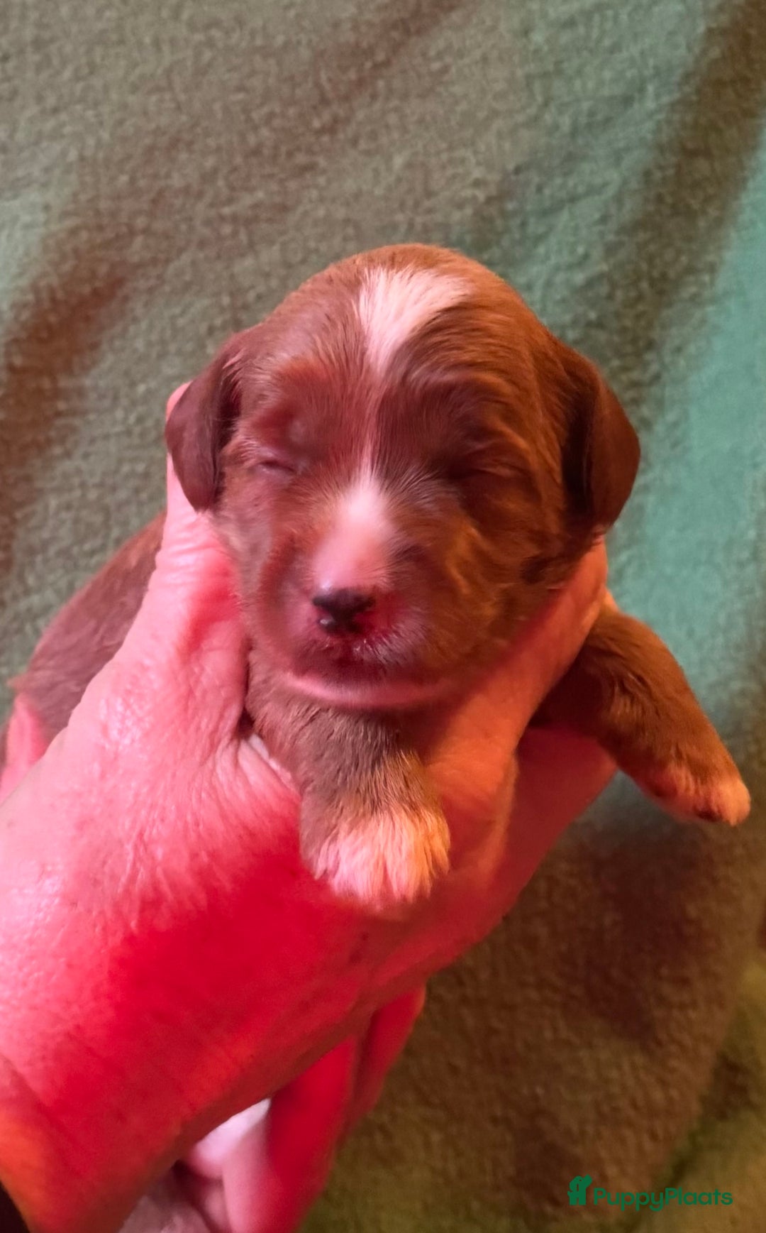 Australian Labradoodle honden te koop: Te koop mini Australian Labradoodles - Advertentie 10