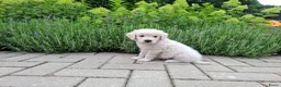 Golden Retriever honden te koop: Te koop lieve prachtige golden retriever pups - Advertentie 5