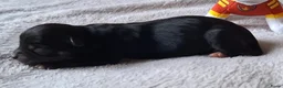 Chihuahua honden te koop: Chihuahua reutjes brindle & black&tan - Advertentie 7