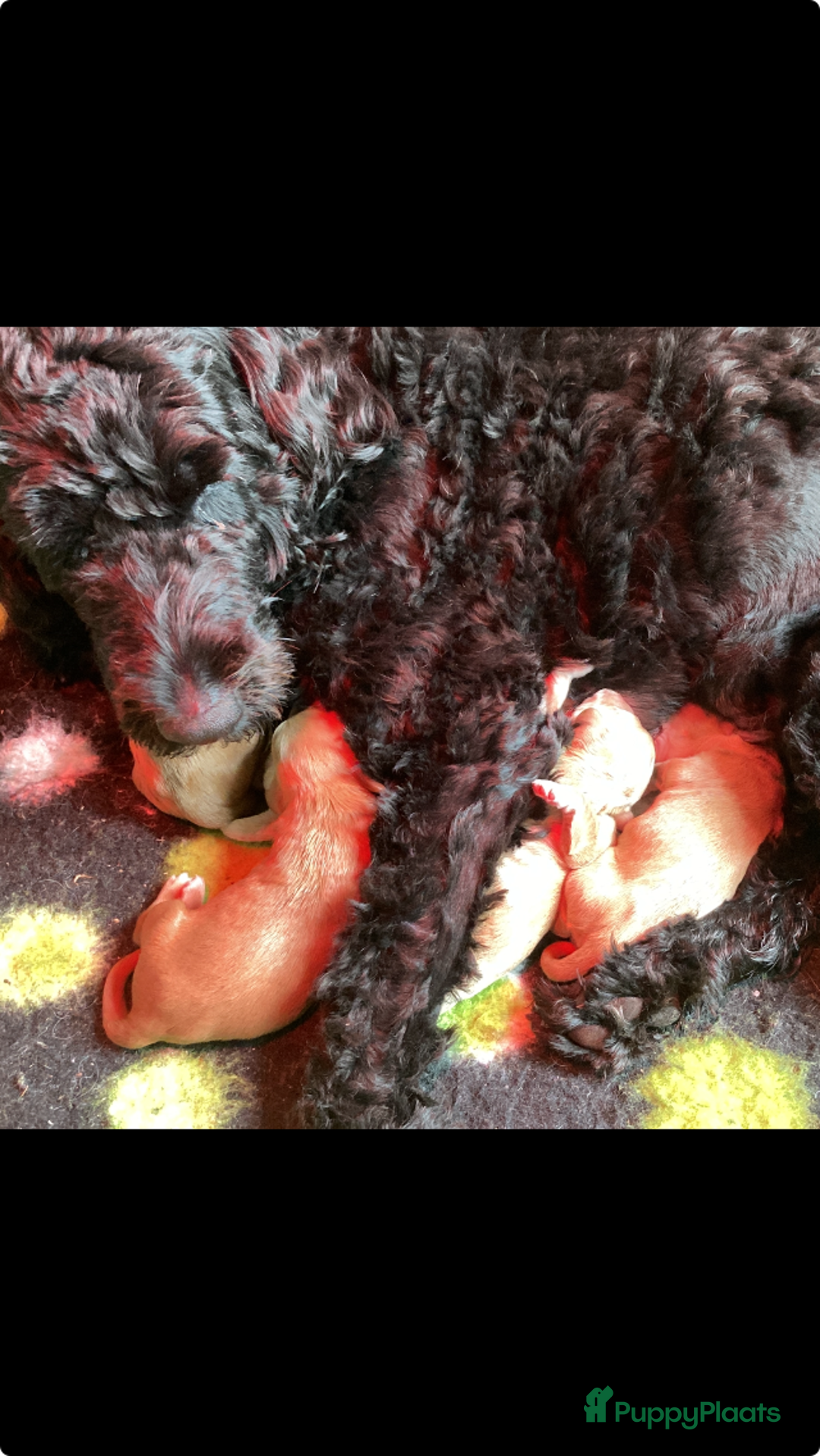 Labradoodle honden te koop: Medium labradoodle pups - Afbeelding 3