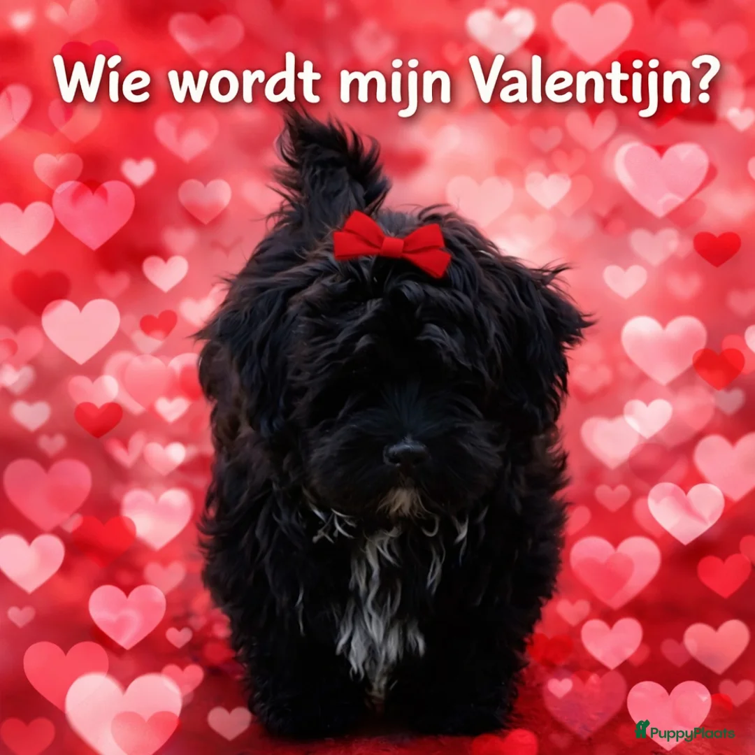 Havanezer honden te koop: Havanezer pup teefje - Advertentie 3