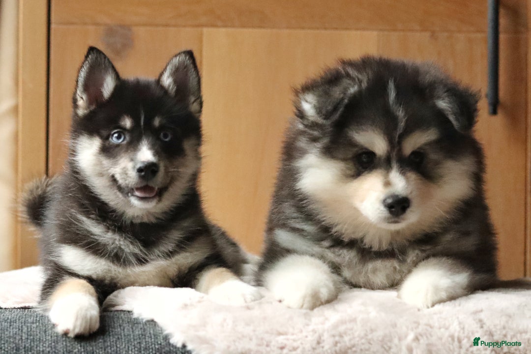 Pomsky honden te koop: Schitterende Pomsky pups  - Advertentie 7