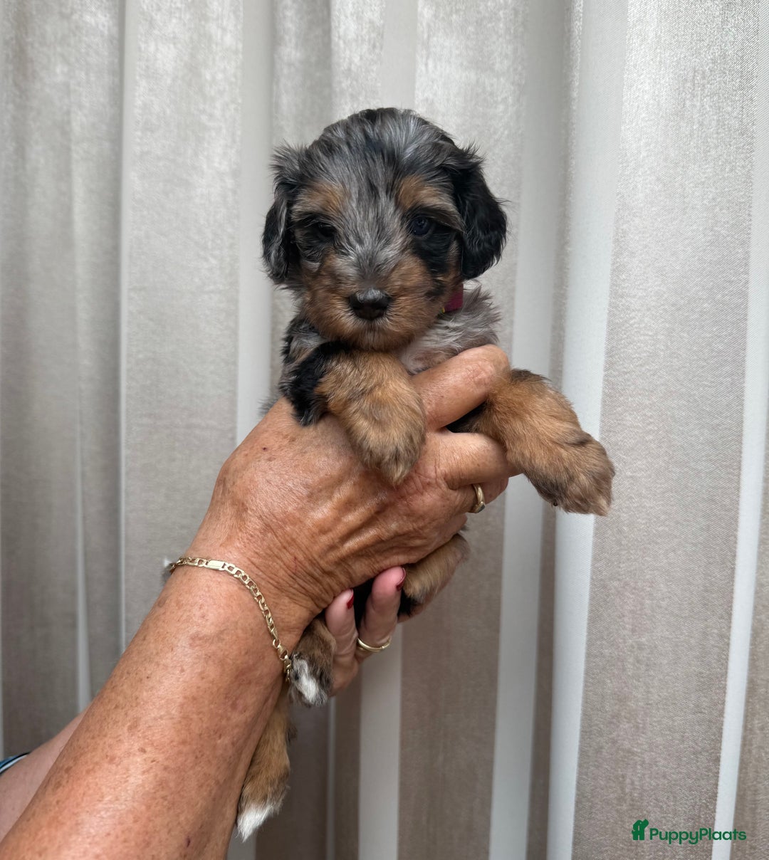 Labradoodle honden te koop: Knuffelhondjes - Afbeelding 4