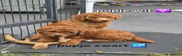 Labradoodle honden te koop: Mini labradoodles mogen verhuizen  - Advertentie 11