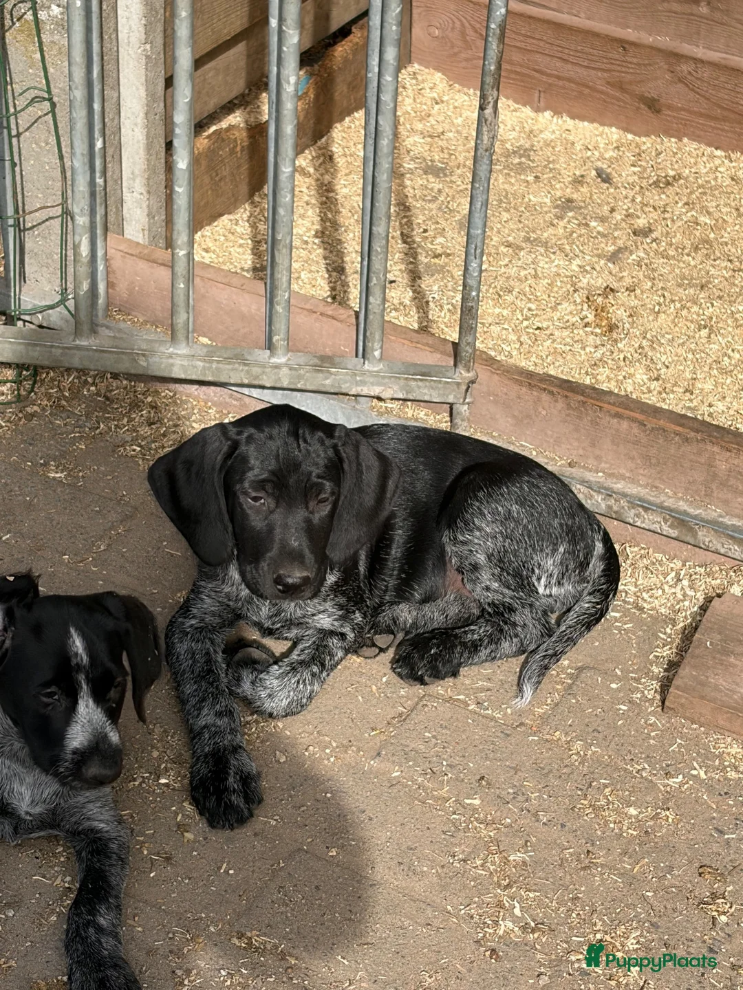 Duitse Staande Hond Draadhaar honden te koop: Pups te koop  - Advertentie 8