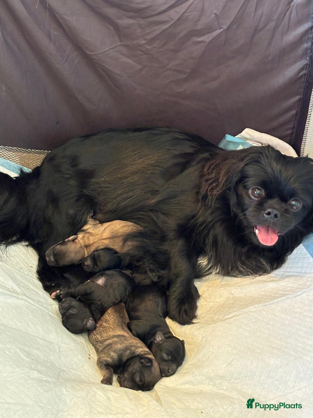 Kruising honden te koop: Puppie - Advertentie 1